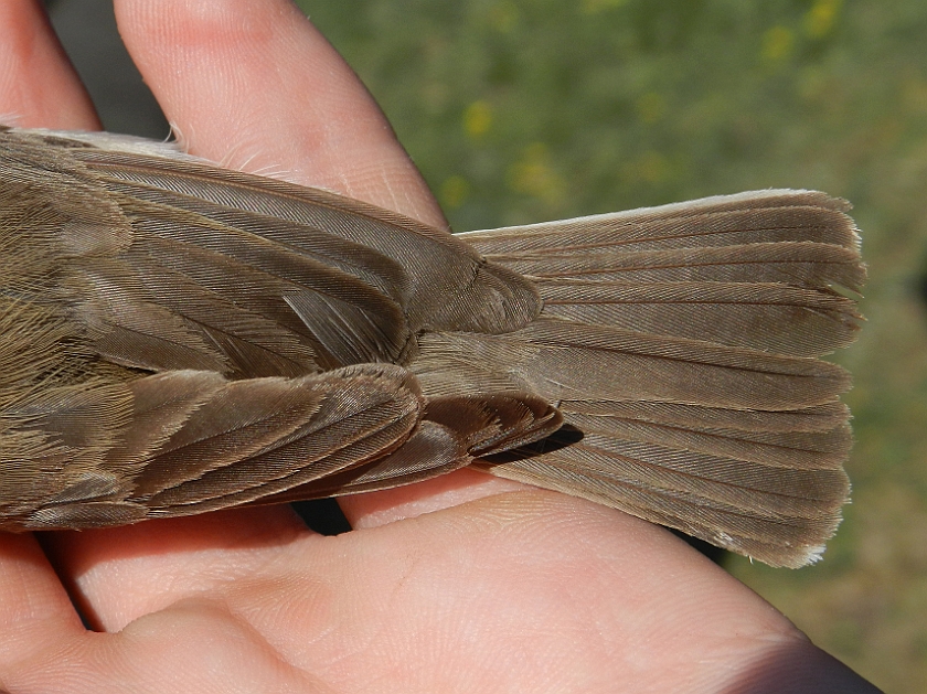 Booted Warbler 